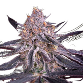 KING'S JUICE - GREEN HOUSE SEED CO